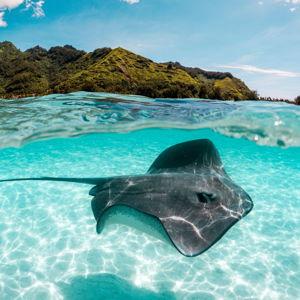 Moorea Reef Adventure