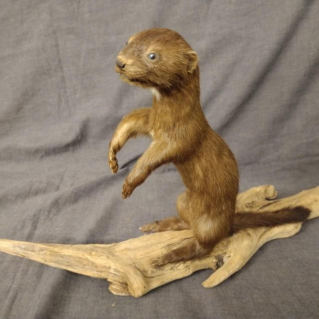 Weasel Mount