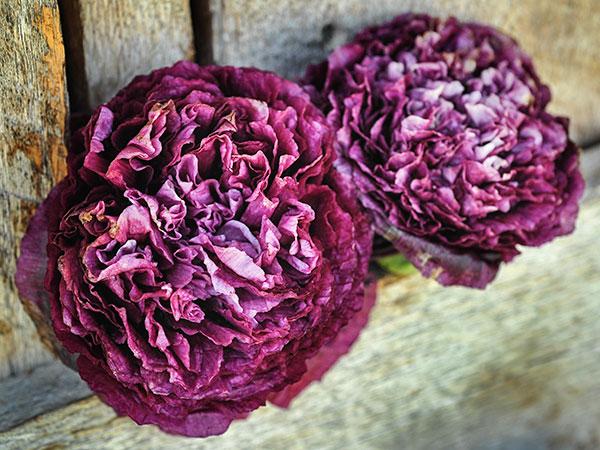 Purple Peony Poppy