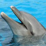 Marineland Dolphin Adventure