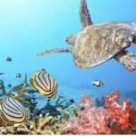 Snorkel or Day Charter Trip