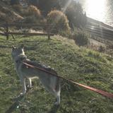 Steilacoom