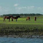Shackleford Banks