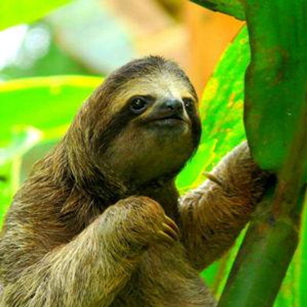 Sloth & Wildlife Tours 🐒🦥
