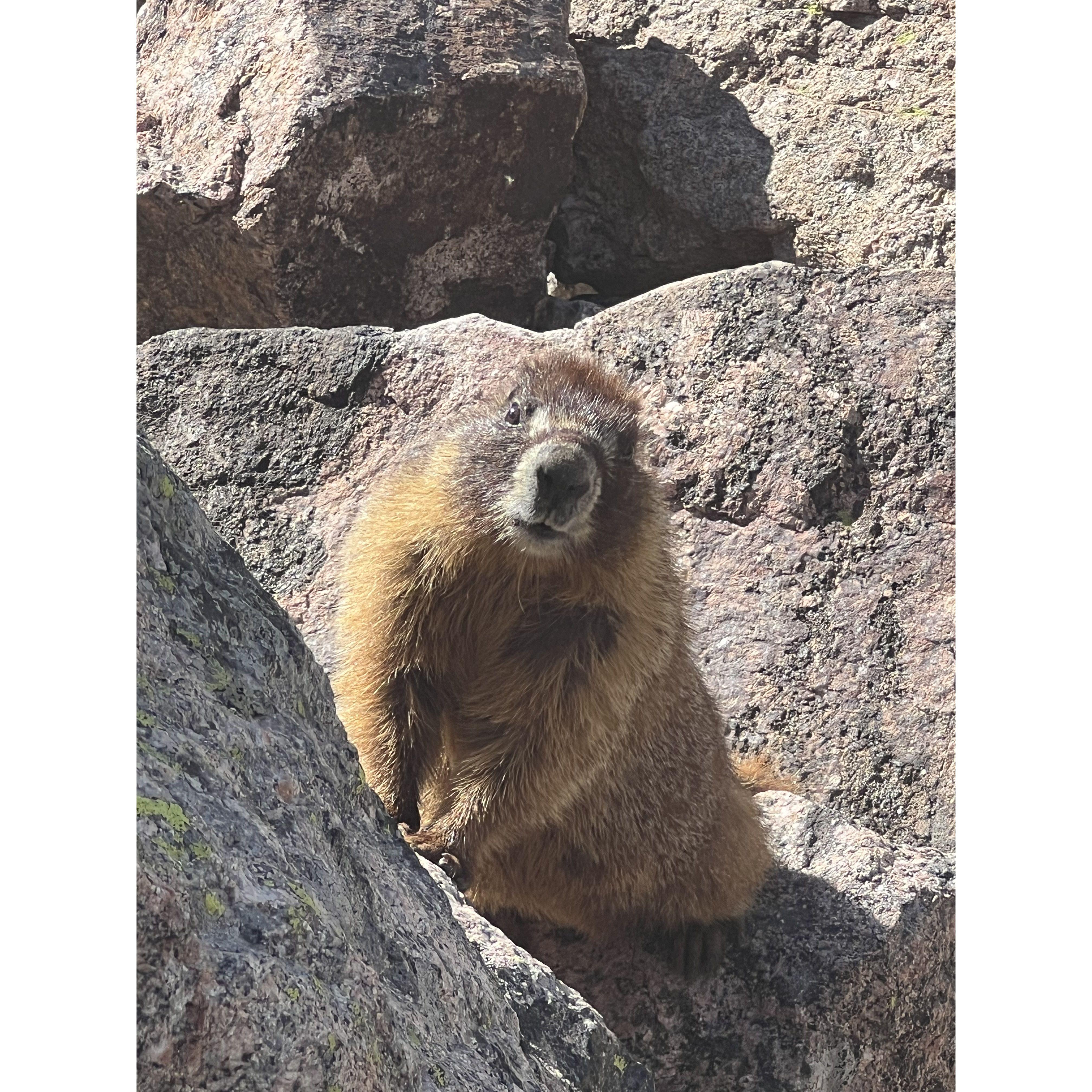 The Marmot who witnessed our engagement in Vail :)