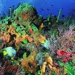 Scuba