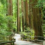 Muir Woods National Monument