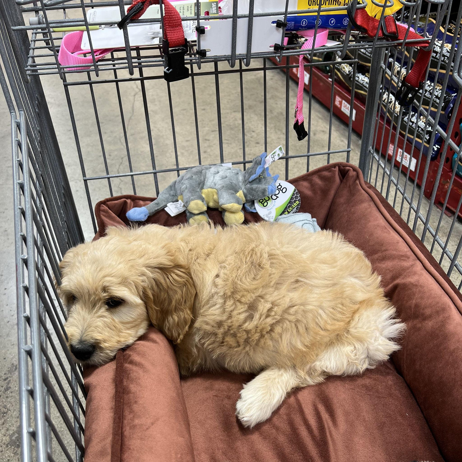 The day we became pawparents to Emie girl. April 2022.
