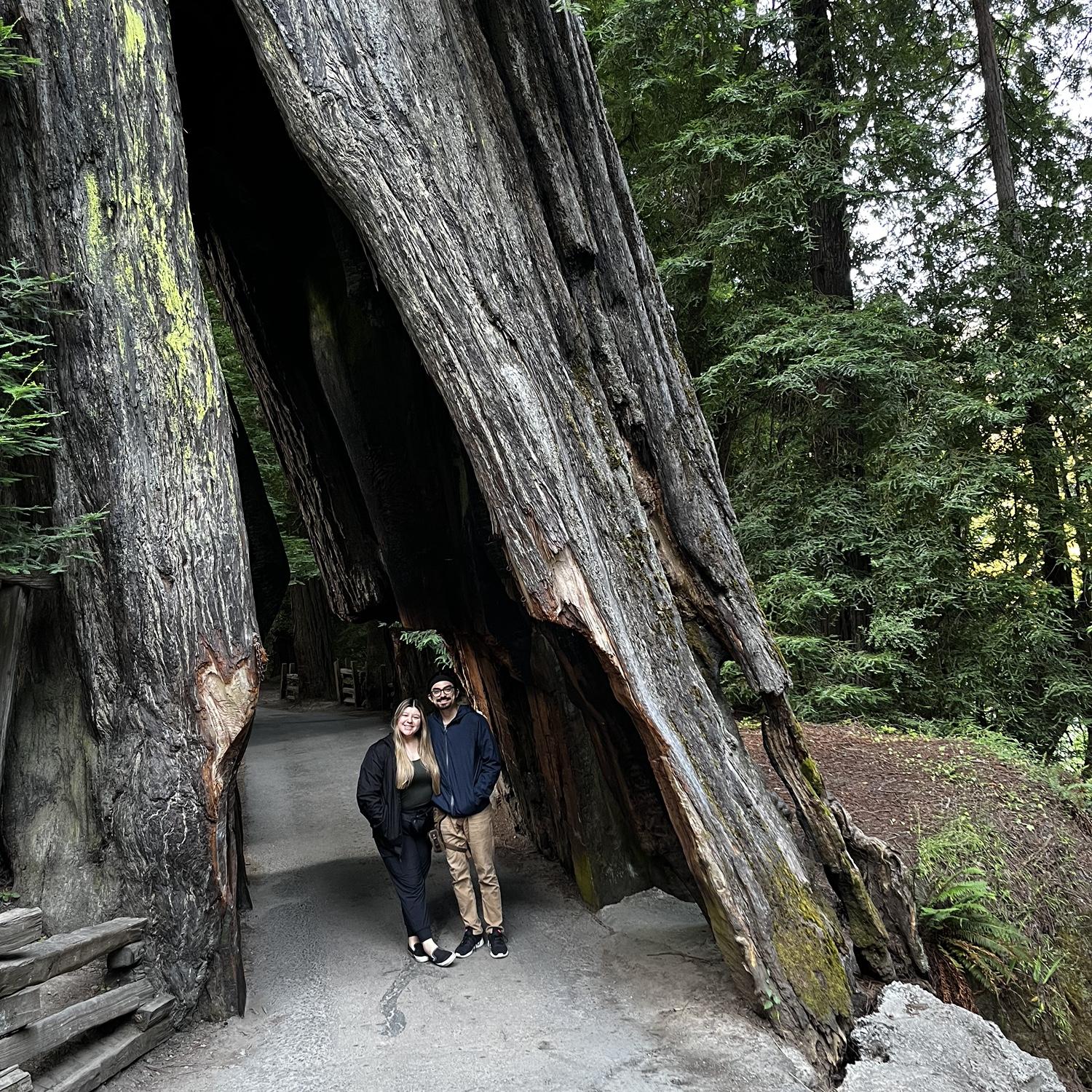 West coast road trip July 2023, we drove our car through this tree!