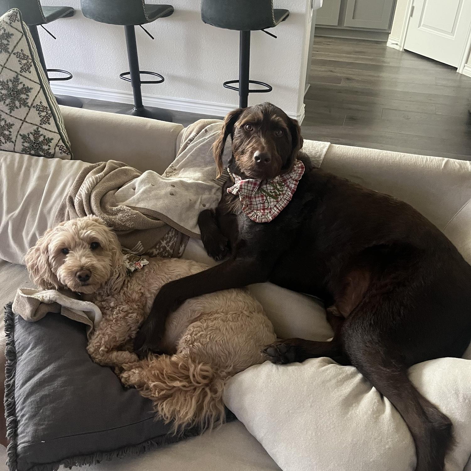 One of the sweetest photos. We love that the dogs get along. They have become true siblings!