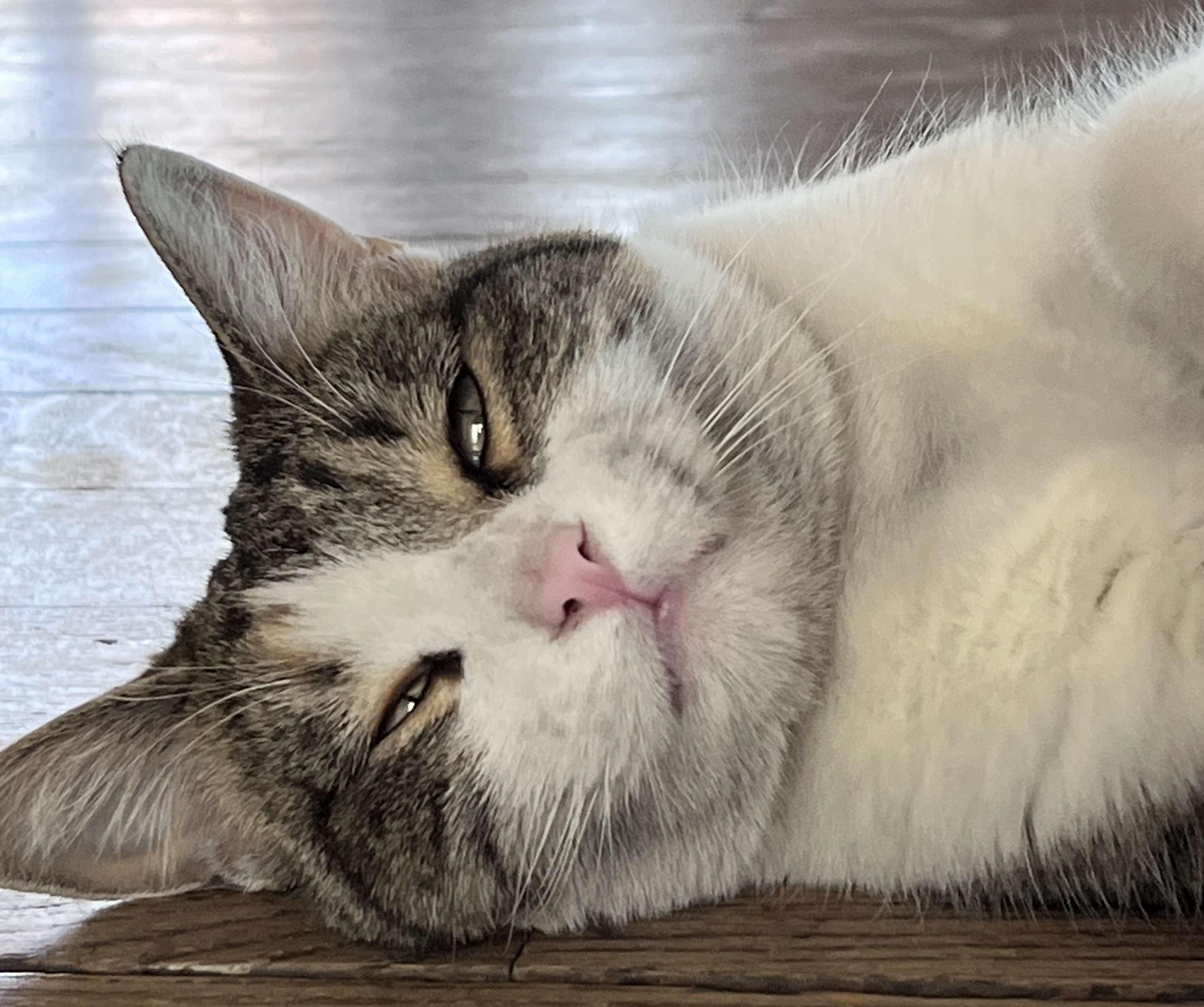 The Wedding Website of Caroline Toby Graham and Stafford Douglas