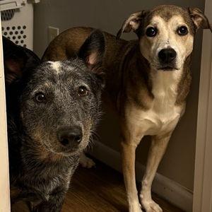 Pet Treats & Toys!