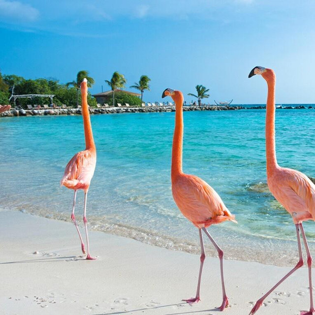 Honeymoon Fund to Aruba