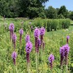 University of Wisconsin-Madison Arboretum