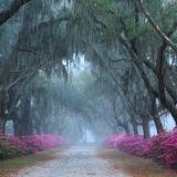 Bonaventure Cemetery Tours