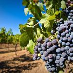 Restoration Vineyards