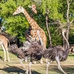 Fort Worth Zoo