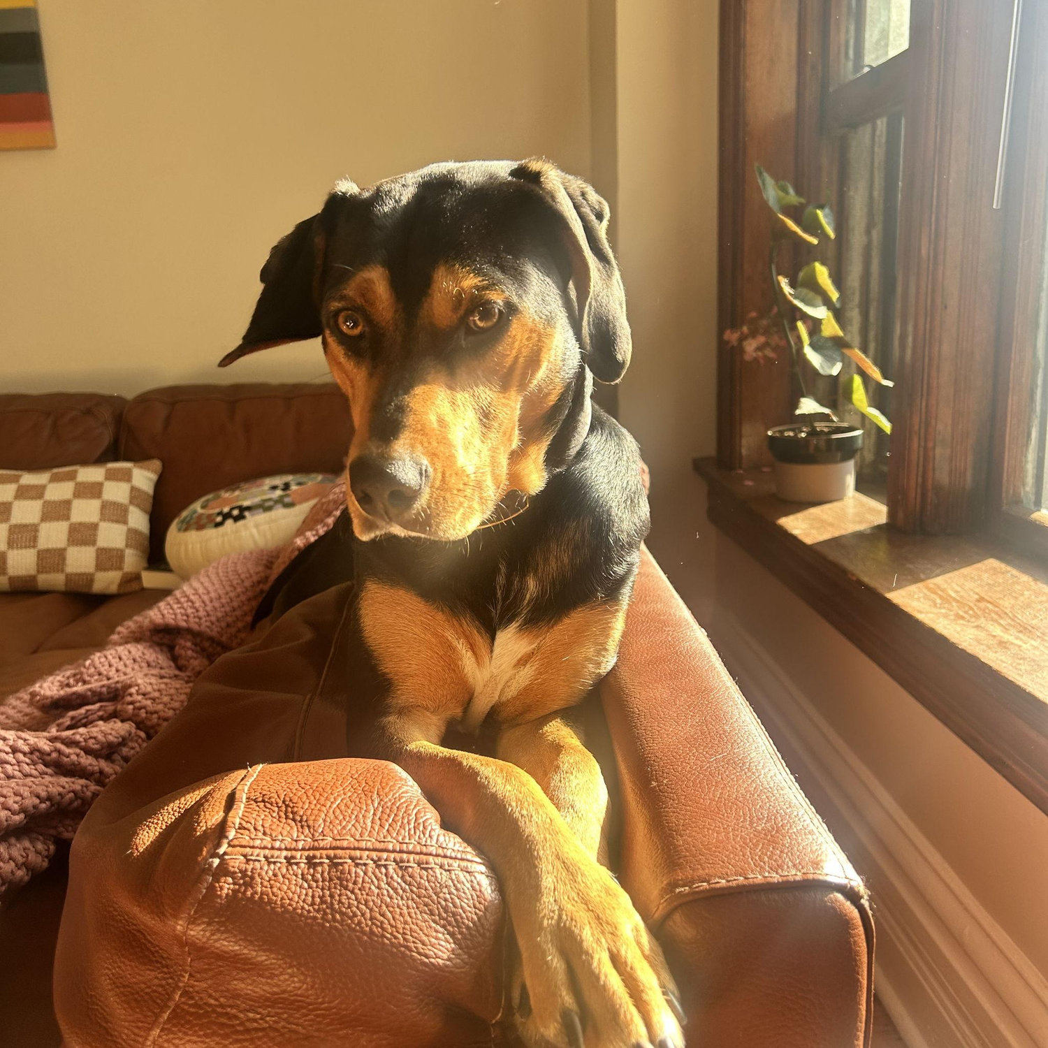 The cutest dog and it's not a competition