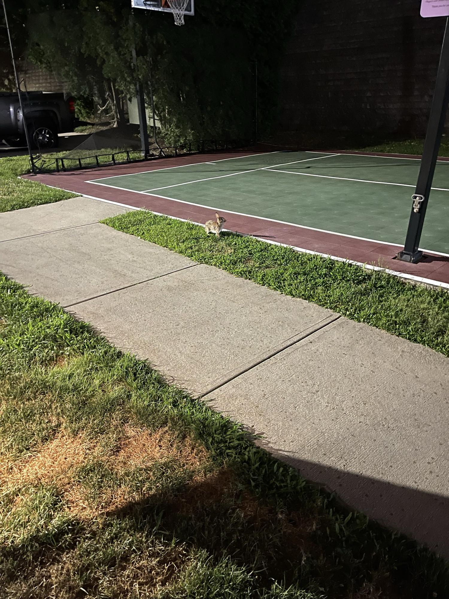 Hotel Livin - Kyoto almost caught this basketball court rabbit many times - 2022