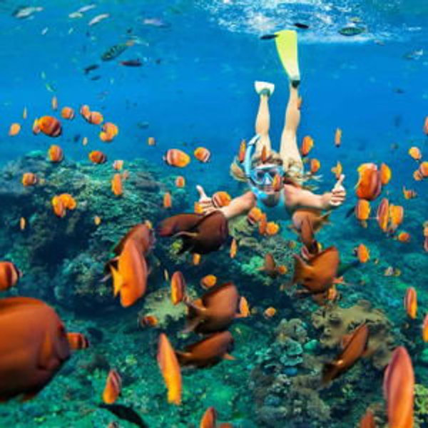 Maui Snorkeling