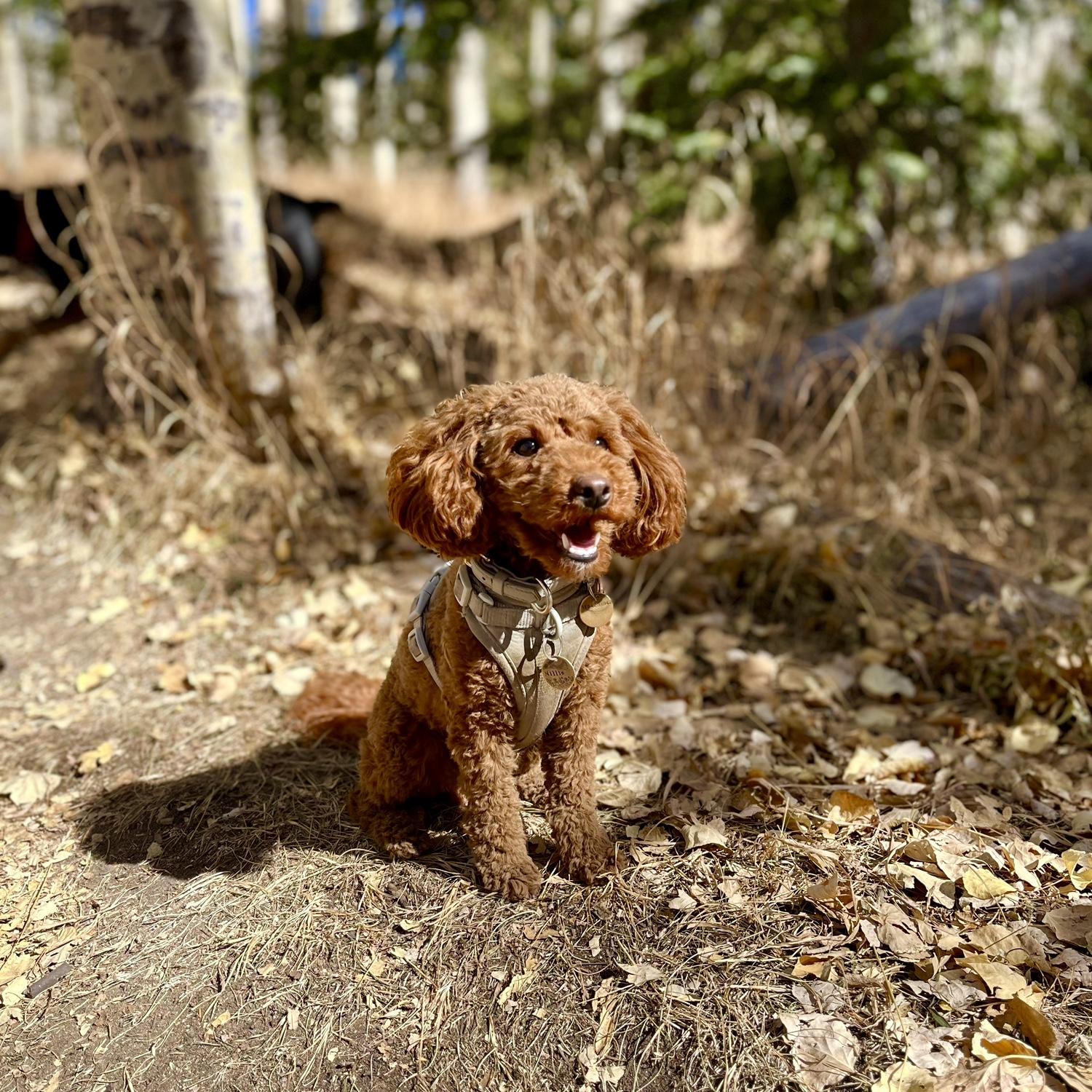 This is Millie and this is her personality.