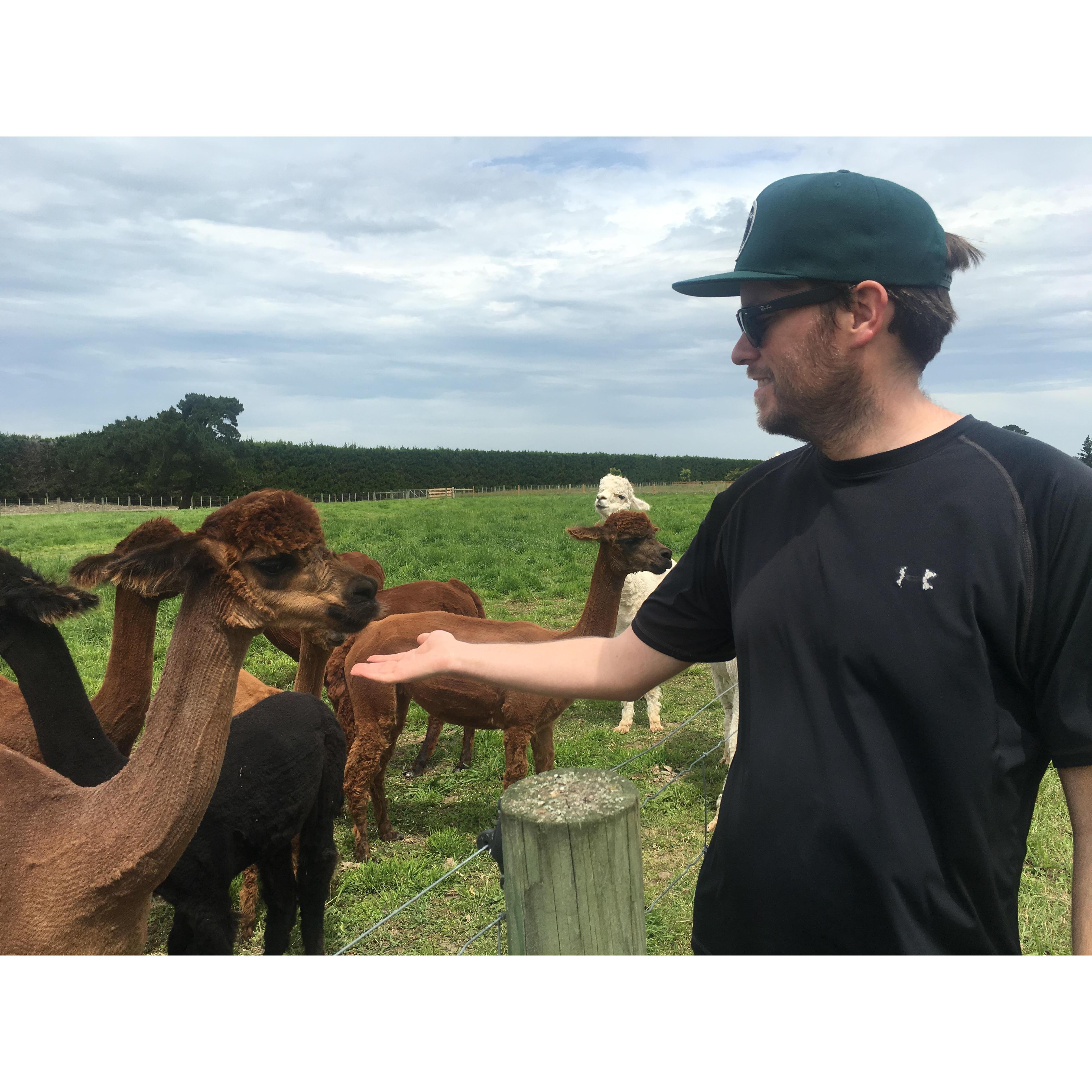Stephen feeding the alpacas in New Zealand