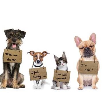 Animal Shelter Donations