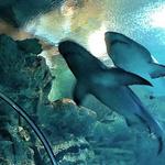 Shark Reef Aquarium at Mandalay Bay