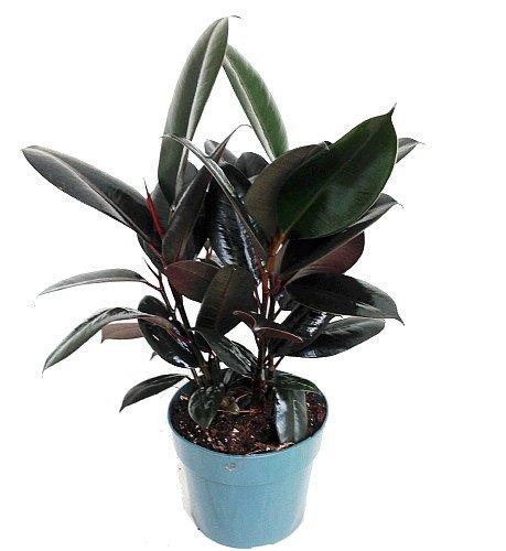 Burgundy Rubber Tree Plant - Ficus - an Old Favorite - 6" Pot