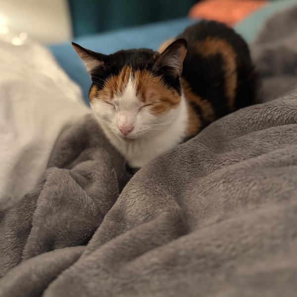 King Size Bed Fund
