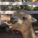 The Alpaca Hacienda