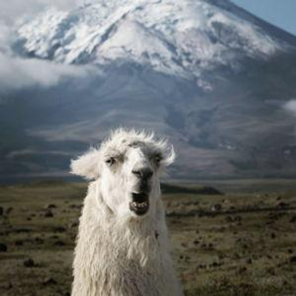 Ecuador Honeymoon Fund