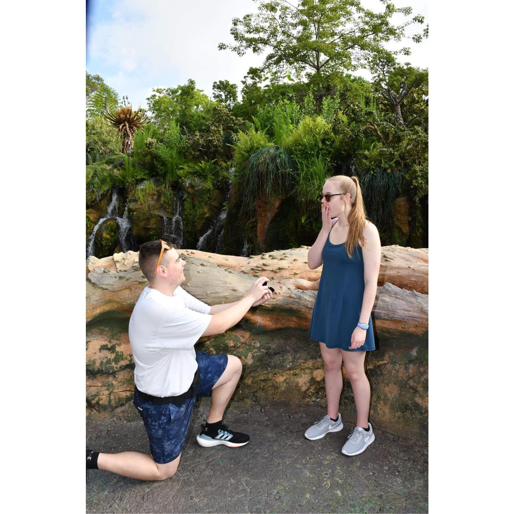 Evan's surprise proposal in Disney World's Animal Kingdom