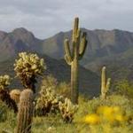 Gateway Trailhead - McDowell Sonoran Preserve