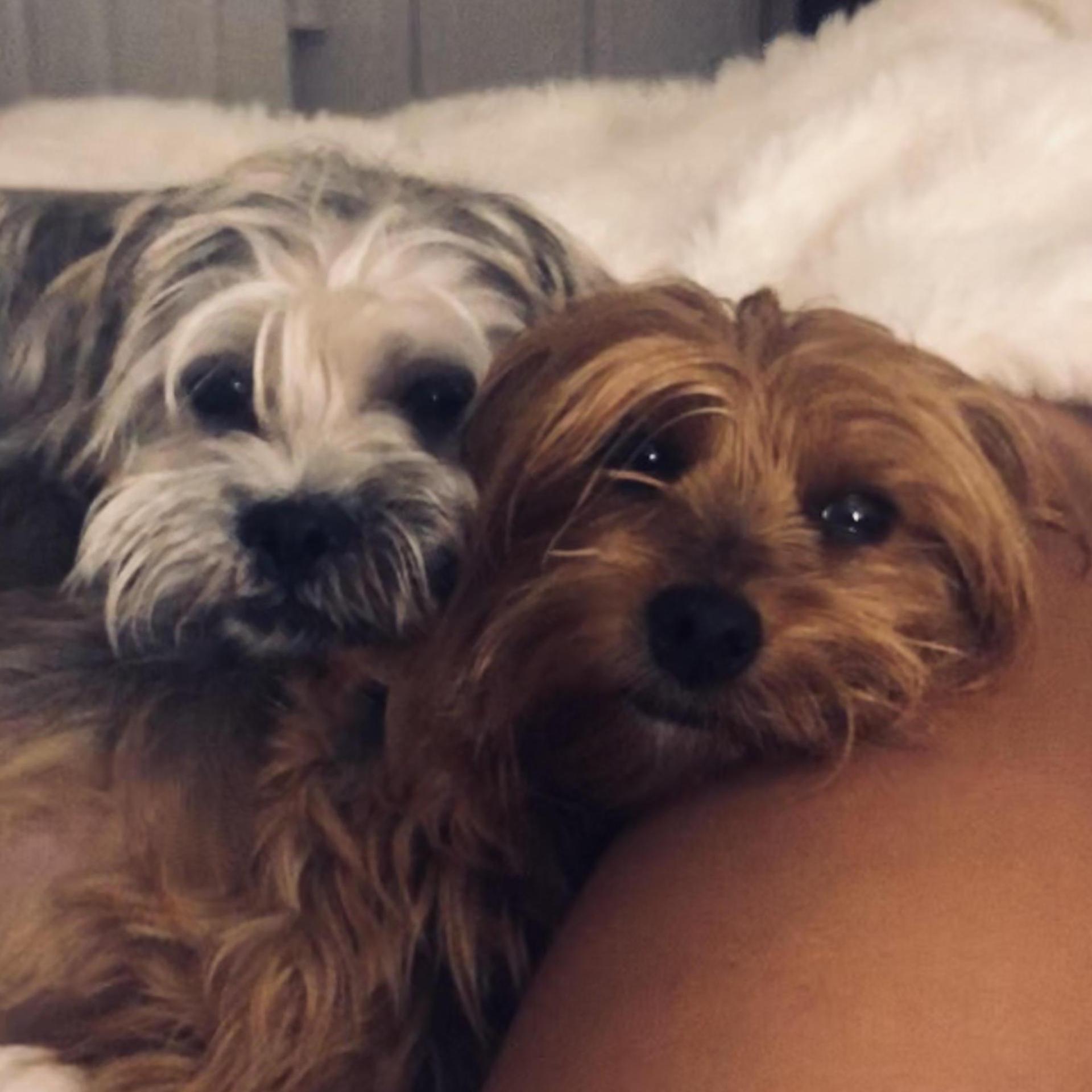 Our fur babies, Gus and Daisy.