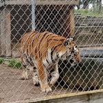 Wilderness Walk Zoo
