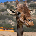 San Diego Zoo Safari Park