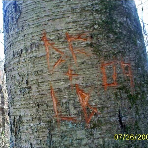 "Our Tree" Tyler State Park-2009.