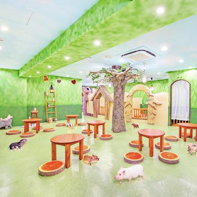 Mipig Cafe in Harajuku