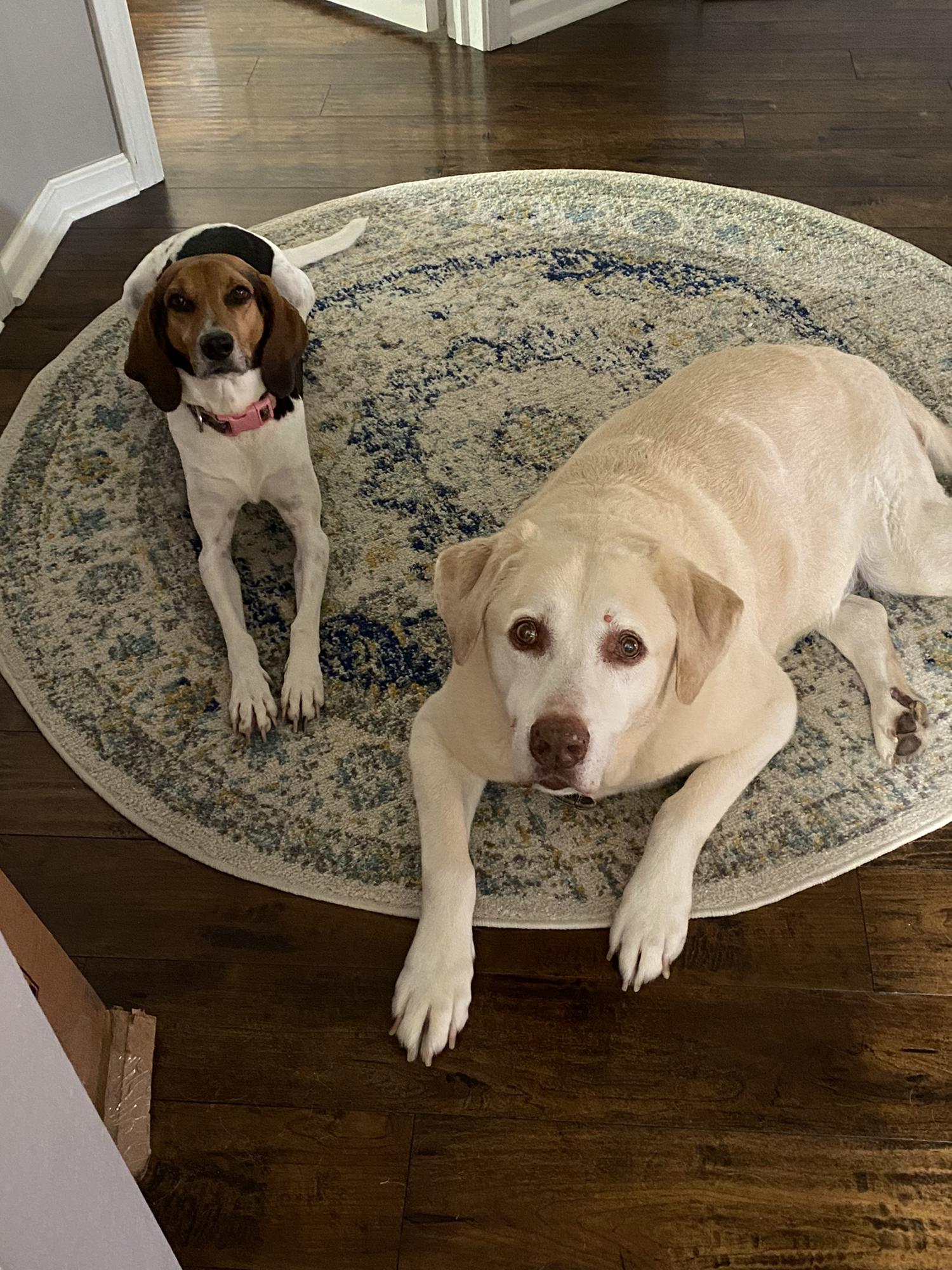 The fur kids