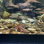 Tennessee Aquarium