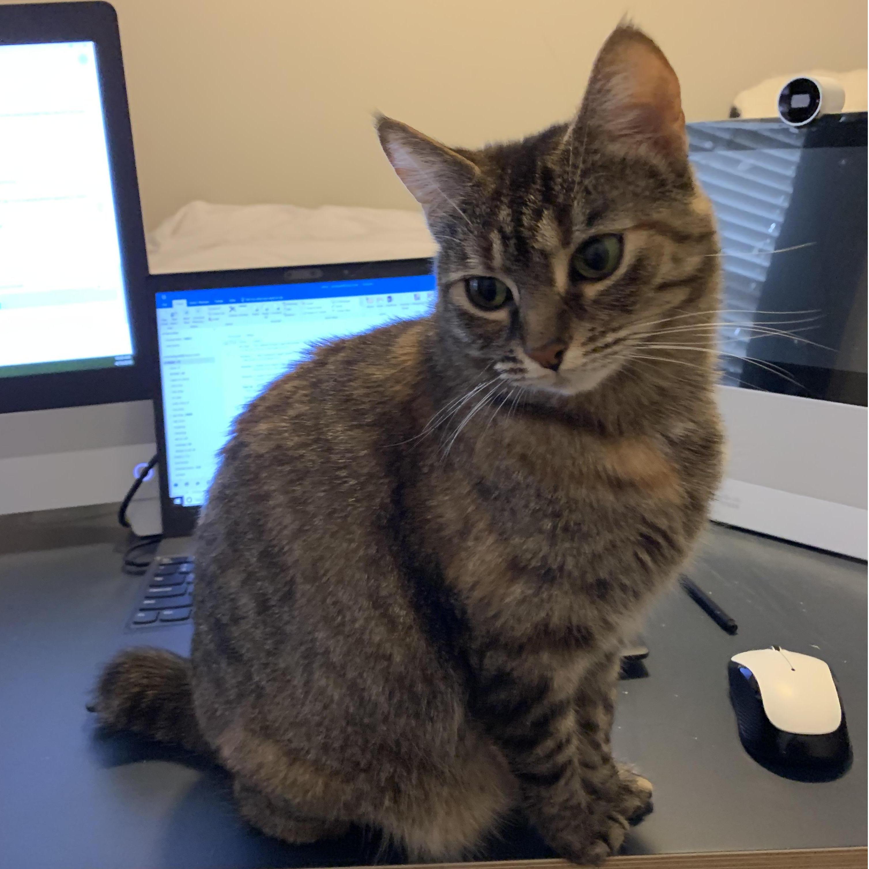 Our Zara baby kitty girl helping Andres work.