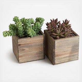 2-Piece Urban Living Succulents Wood Box Set