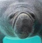 Manatees @ Blue Springs