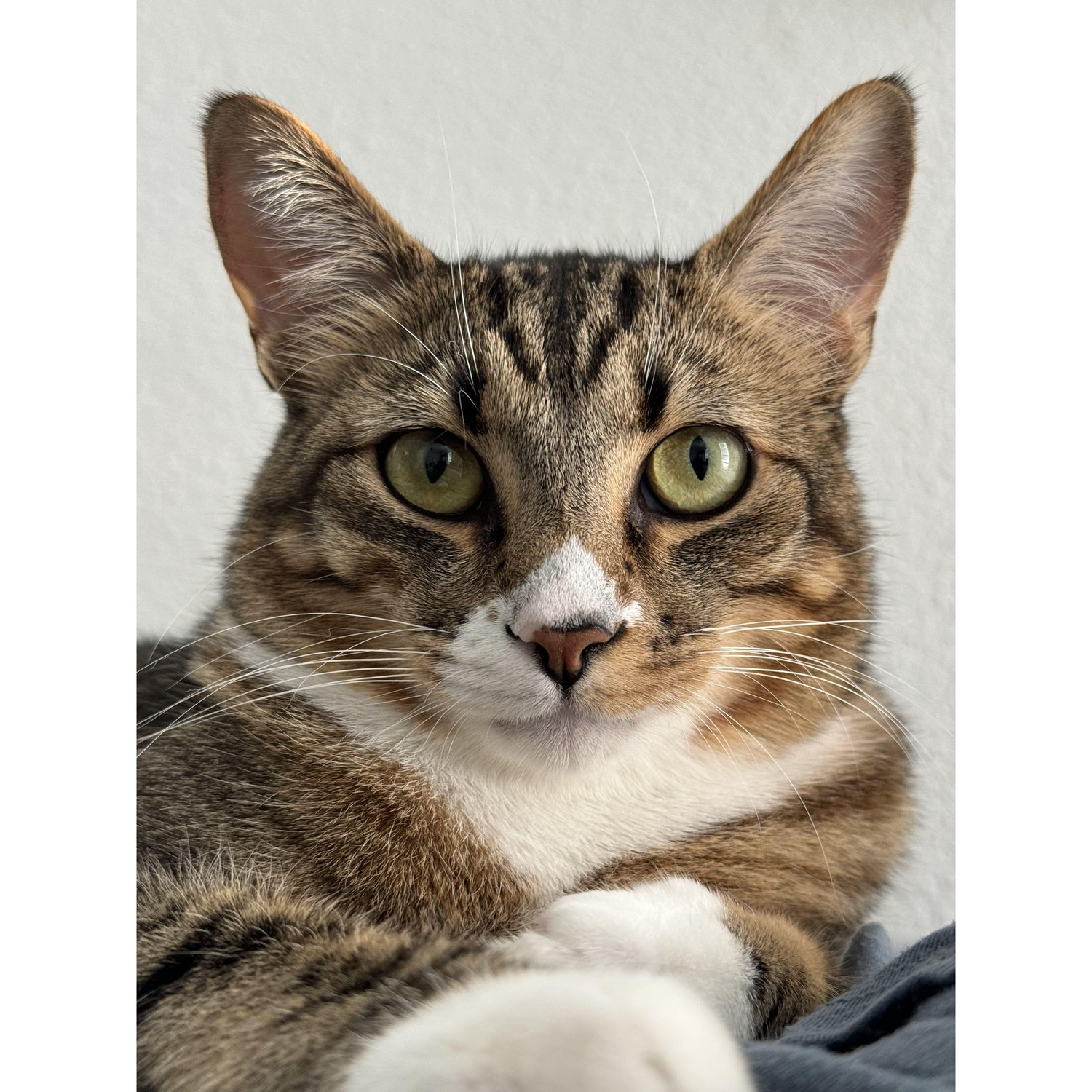 Our cat, Leonardo DiCATprio