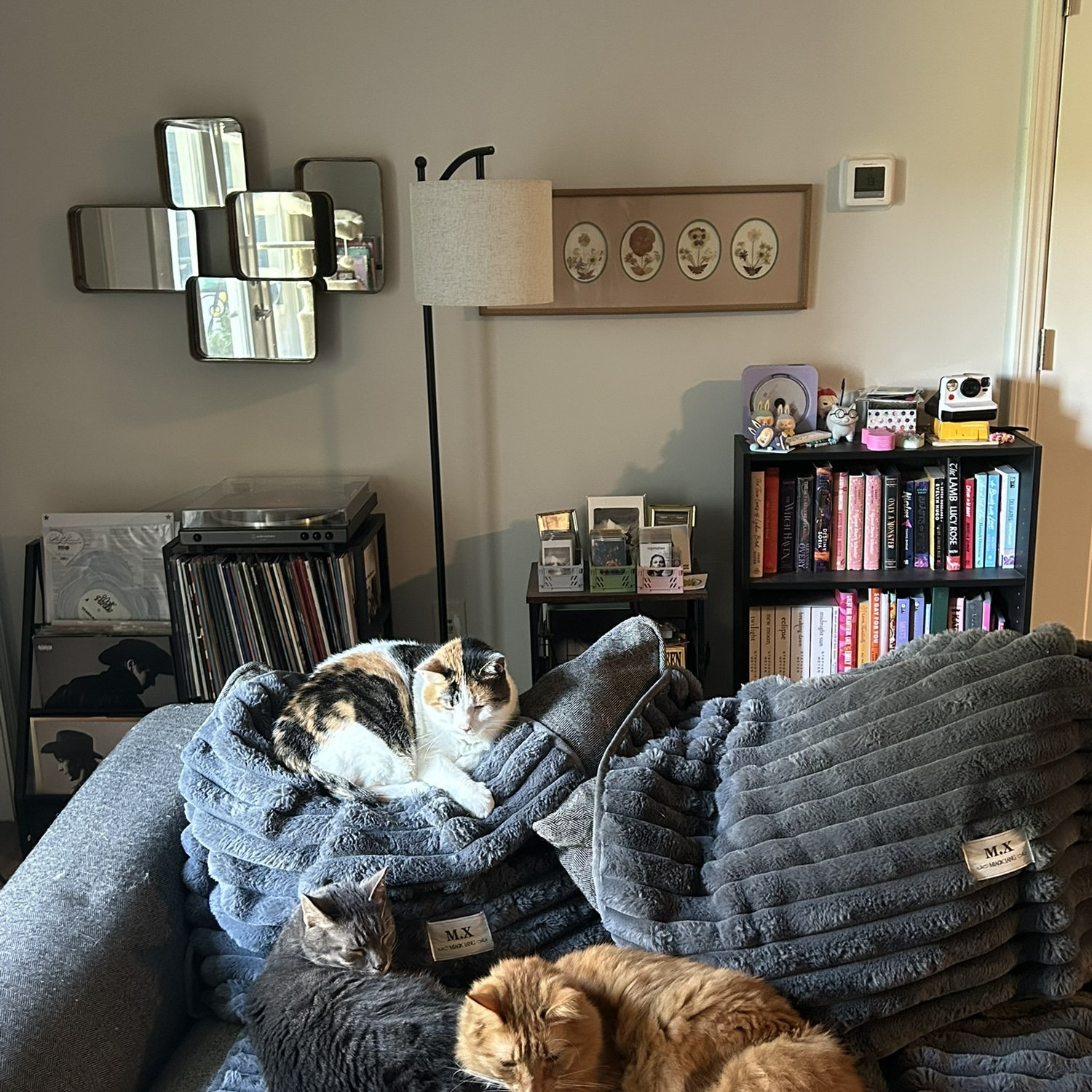 All of the cats!