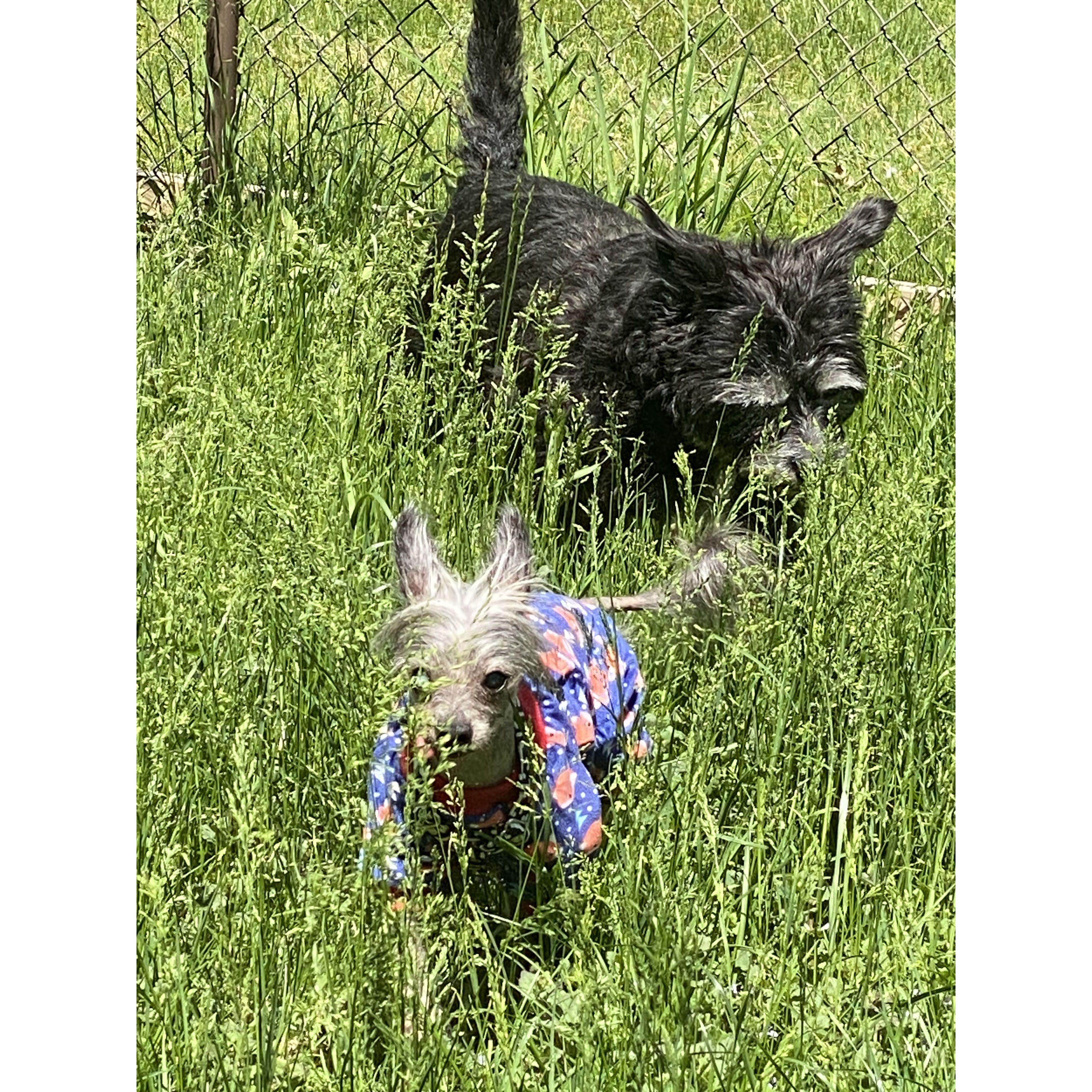 Tall grass dogs