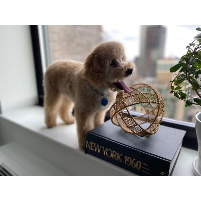 Our boy had his first grooming!