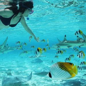 Shark and Ray Snorkel