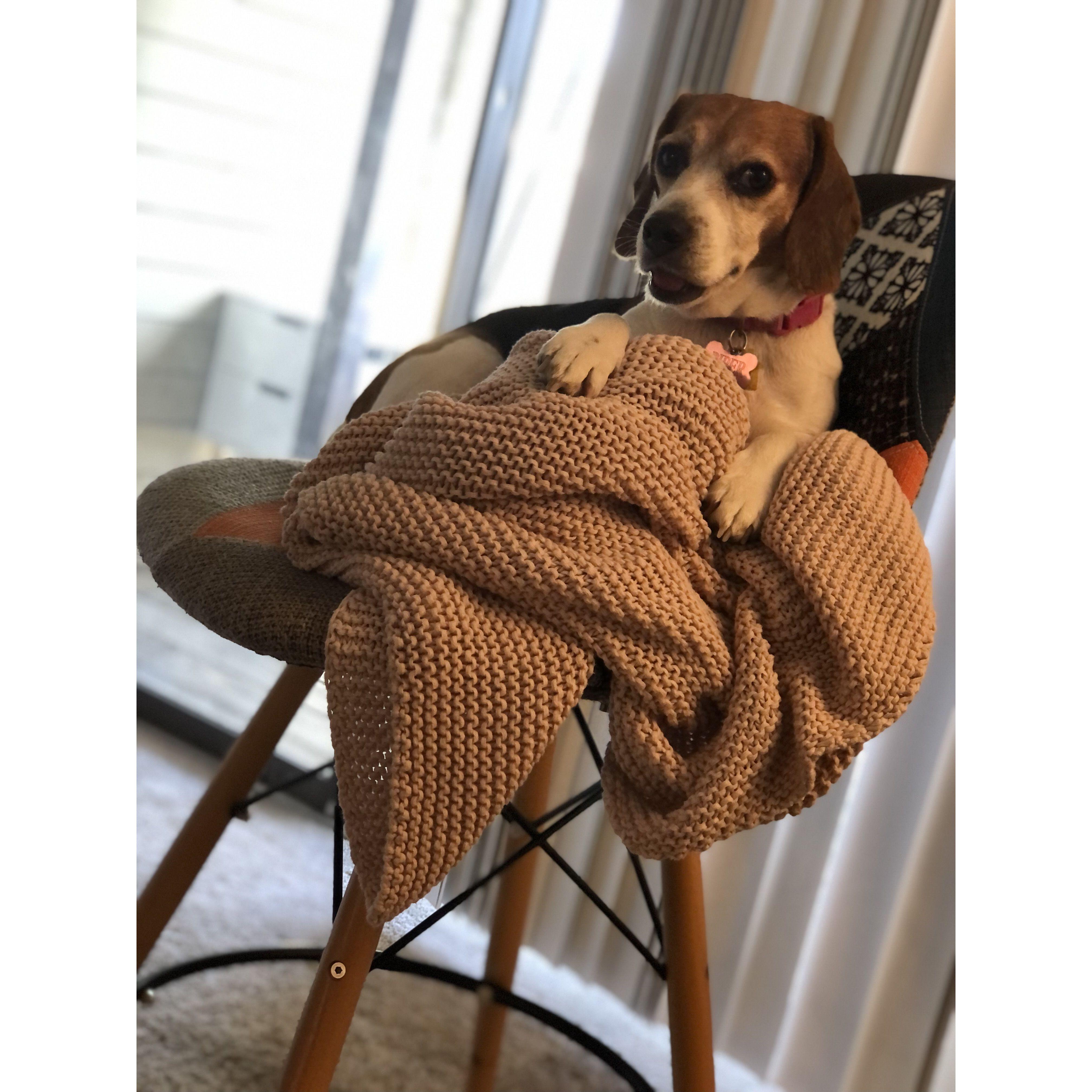 Piper
AKA Tenacious P/Regal Beagle
Photo Credit: PJ Abrams
March 25, 2022